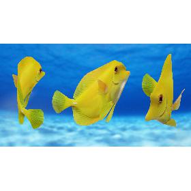 Yellow Tang (Animated) 3D model
